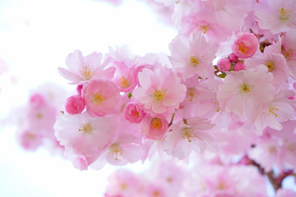 Kirschblüten pink Japan Bokksu Erfahrungen lohnt es sich